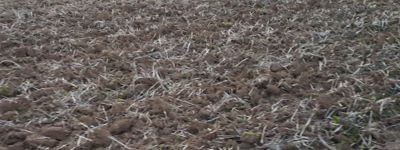 Культиватор Псевдо-пахота, безотвальная обработка почвы