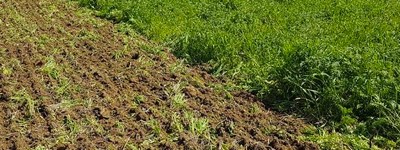 subsoiler stubble cultivator cover crop destruction gregoire besson