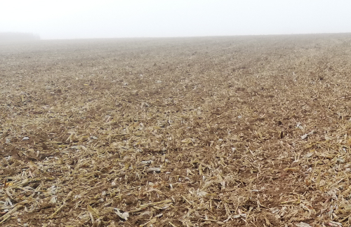 Incorporation de maîs grains, déchaumeurs à disques indépendants, travail du sol