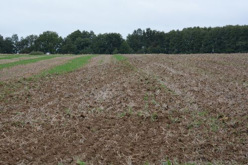Shallow stubble cultivation, independent disc harrows, soil cultivation