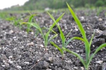 Saatbettbereiter Flächennivellierung, Sätiefe Saat- oder Pflanzgut vorbereiten