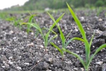 Préparateur de lit de semence Nivellement de la surface, profondeur de semis travail du sol